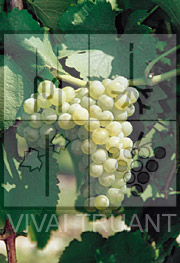 Foto di un grappolo d'uva di Sauvignon 316